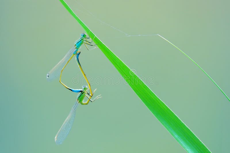 Mating damselfly