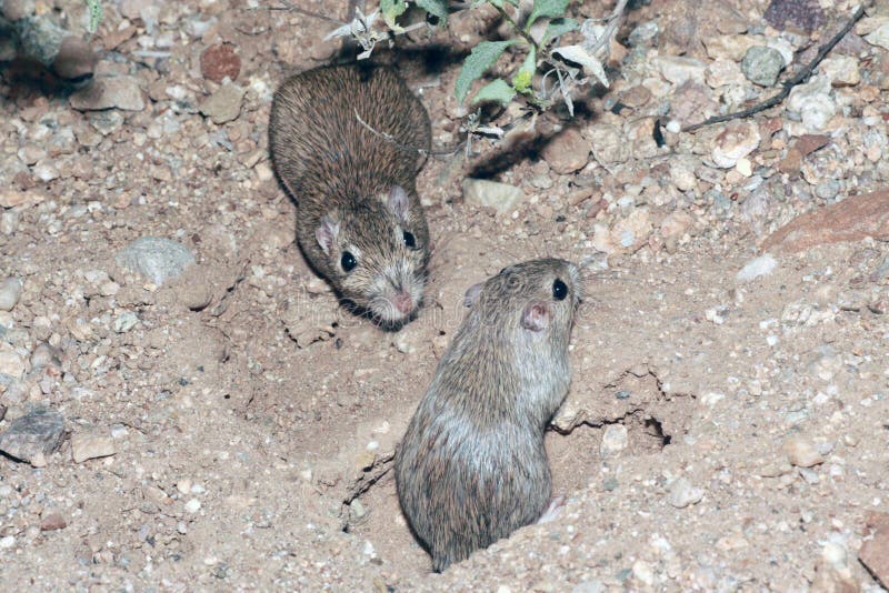spiny pocket mouse ca spiny pocket mouse ca