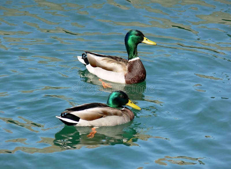 Pair of Ducks stock image. Image of swimming, nature, beak - 733317