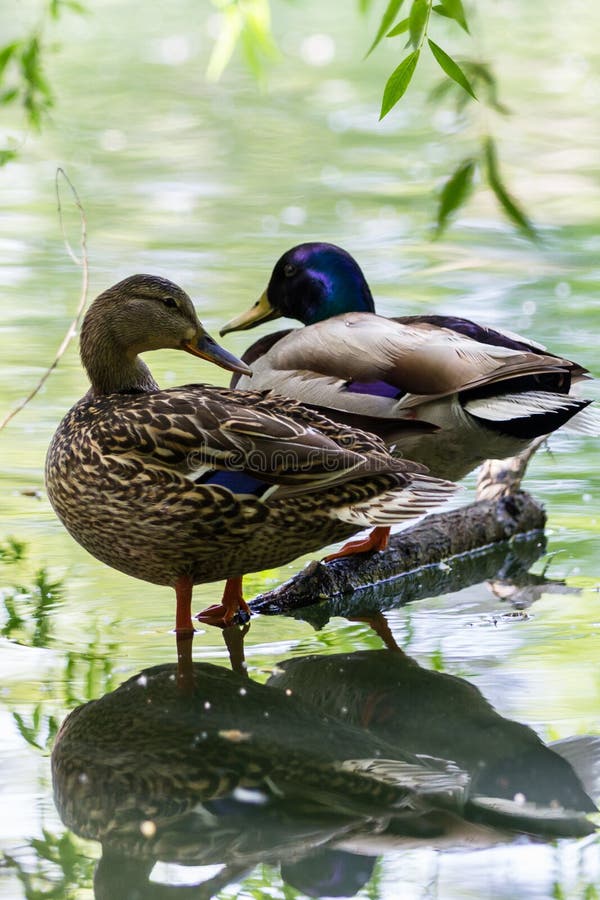 Pair of ducks