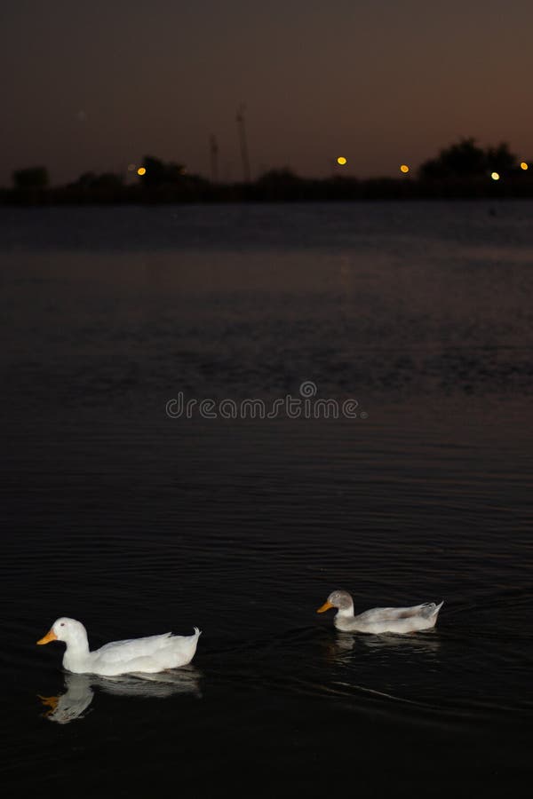 Pair of Ducks on the Eagle Pass Lake at Night Stock Photo Image of
