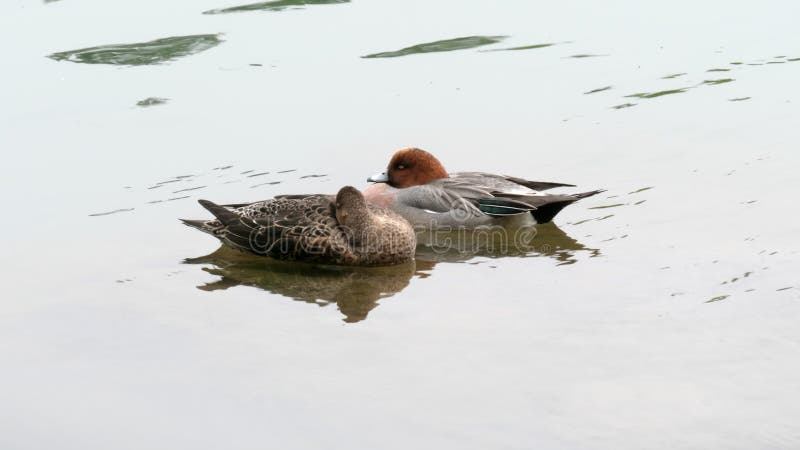 A pair of eurasian widgeon swimming on the katsura river in kyoto