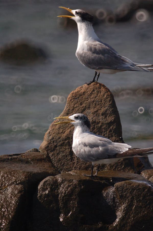 A  pair of Faiiry Terns standing on a rock