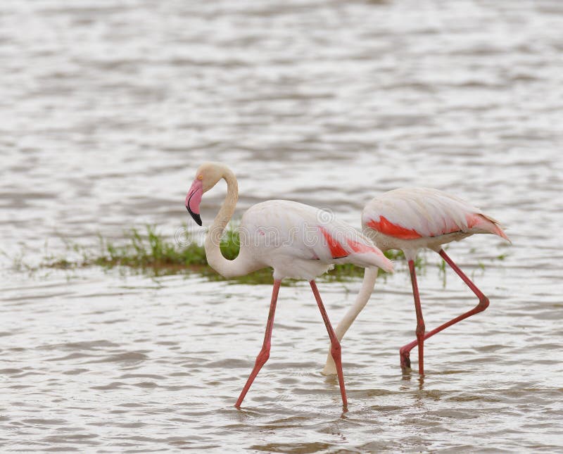 Pair of flamingo`s