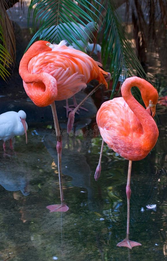 Pair of Flamingos