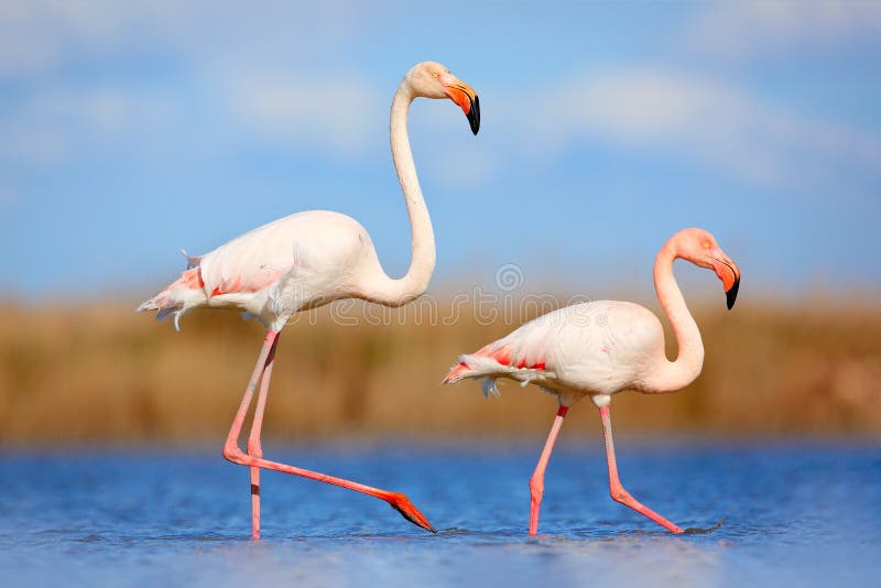 Pair of flamingos. Bird love in blue water. Two animal, walking in lake. Pink big bird Greater Flamingo, Phoenicopterus ruber, in