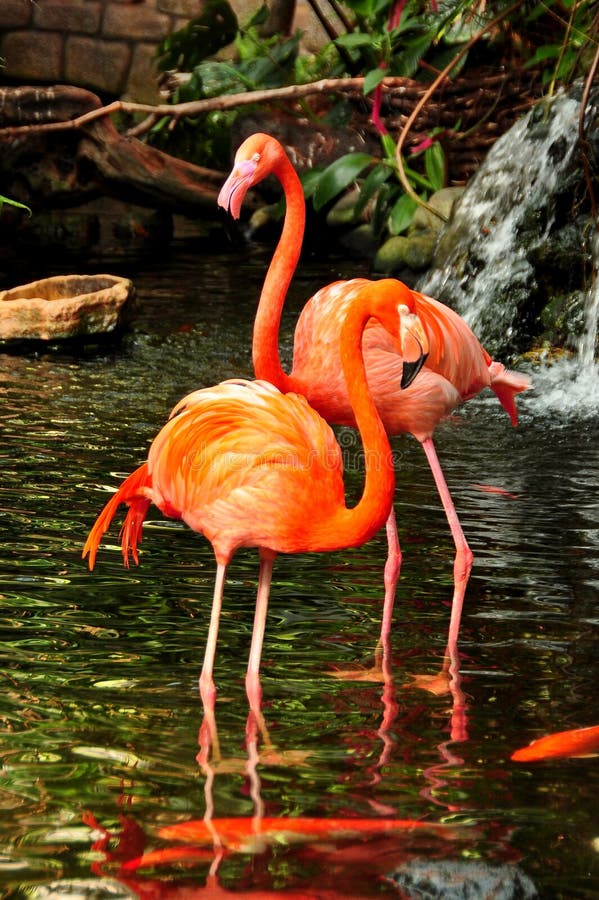 Two posing Flamingos