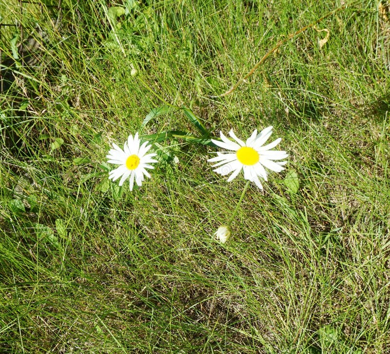 A pair of flowering daisies in the grass on a spring meadow royalty free stock photo A pair of flowering daisies in the grass on a spring meadow royalty free stock photo