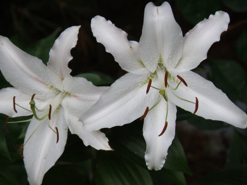 Pair of Flowering White Stargazer Lilies in Bloom Stock Image Image