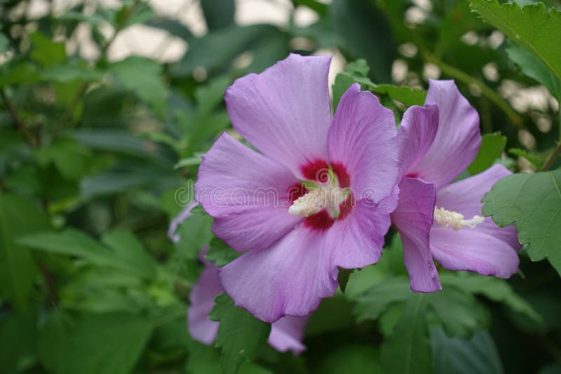 Pair of Flowers of Hibiscus Syriacus Stock Image Image of blossom