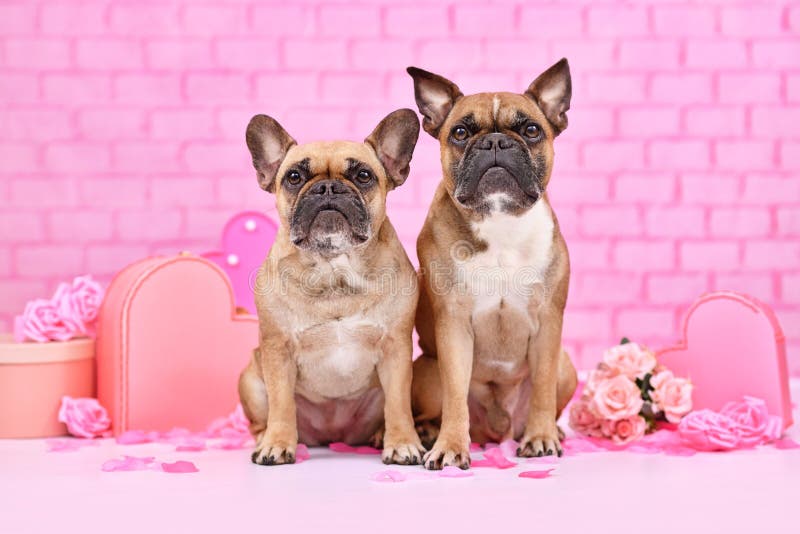 Valentine Dogs 1 stock image. Image of valentines, heart - 61005