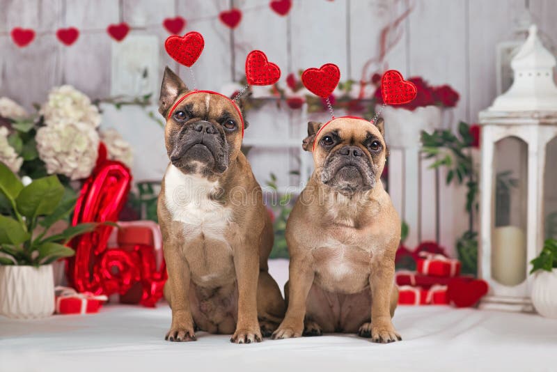 Pair Of French Bulldog Dogs With Valentine S Day Hearts With Text I ...