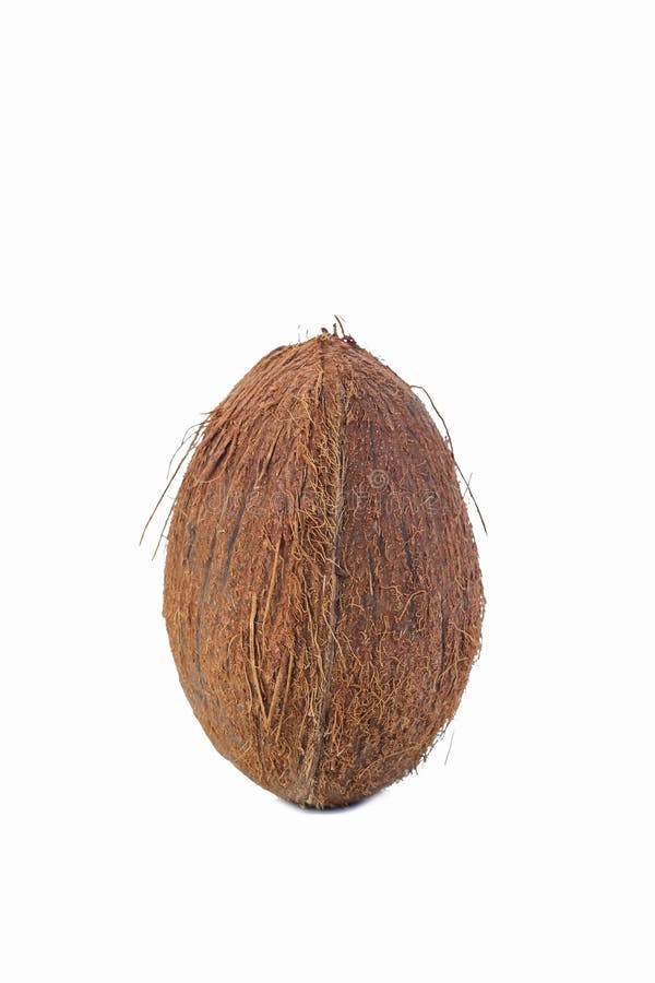 Pair of Fresh Coconut Placed Isolated Over Pure White Background royalty free stock photo