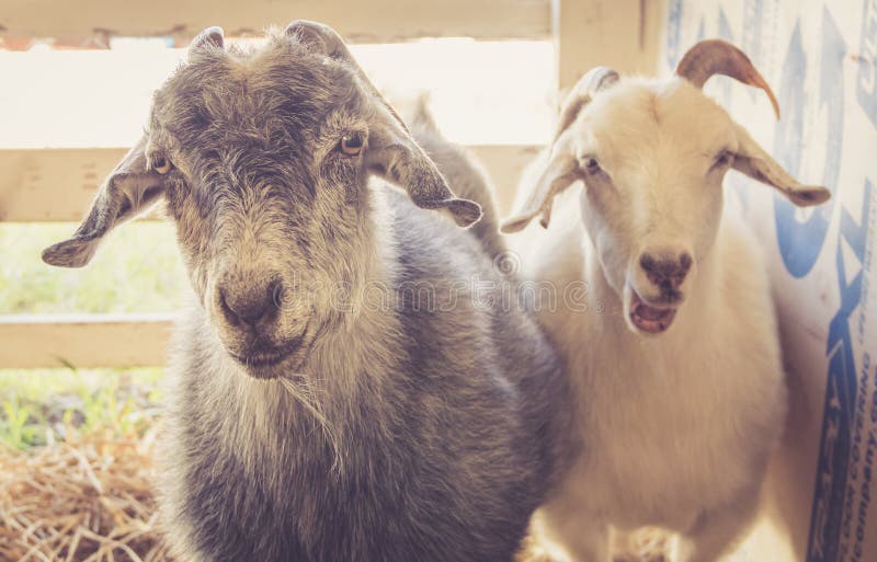 Pair of goats have funny expressions at the county fair