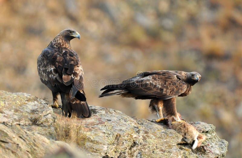 Pair of golden eagles in the mountains