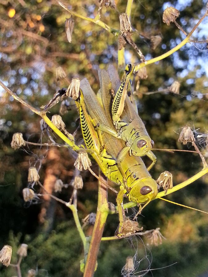 Pair of Grass Hoppers stock photo. Image of grass, 51009400