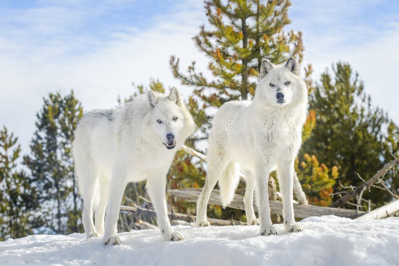 Two gray timber wolf Canis lupus, walking in snow. Two gray timber wolf Canis lupus, walking in snow.