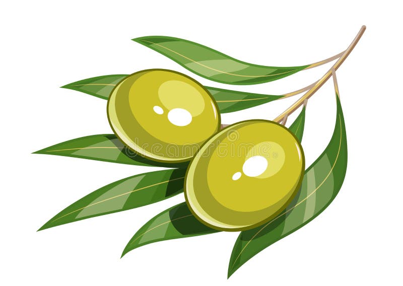 Pair of Green Olive Vector Illustration Eps10 Stock Vector