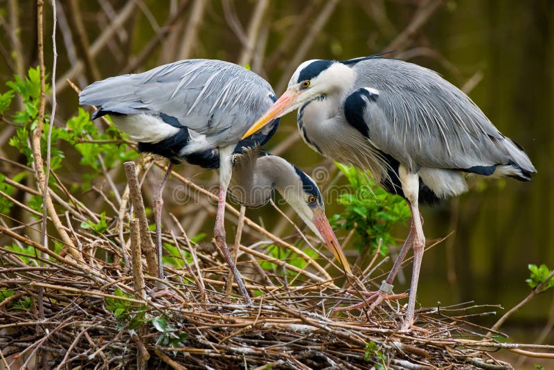 Pair of grey herons