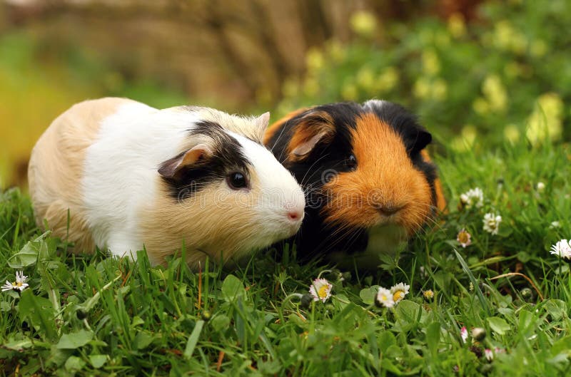 Guinea Pig Pets stock photo. Image of mammal, brown, cobaya 18292320