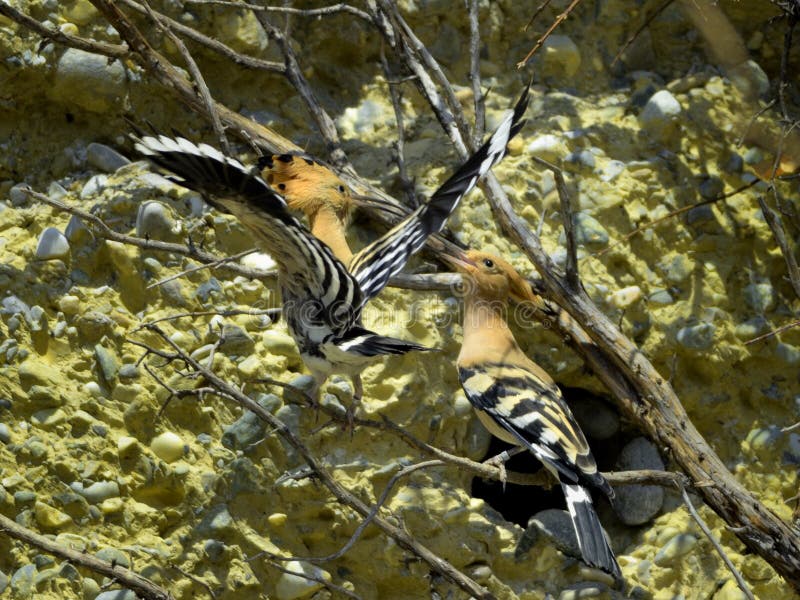 Pair of Hoopoe bords stock photography Pair of Hoopoe bords stock photography