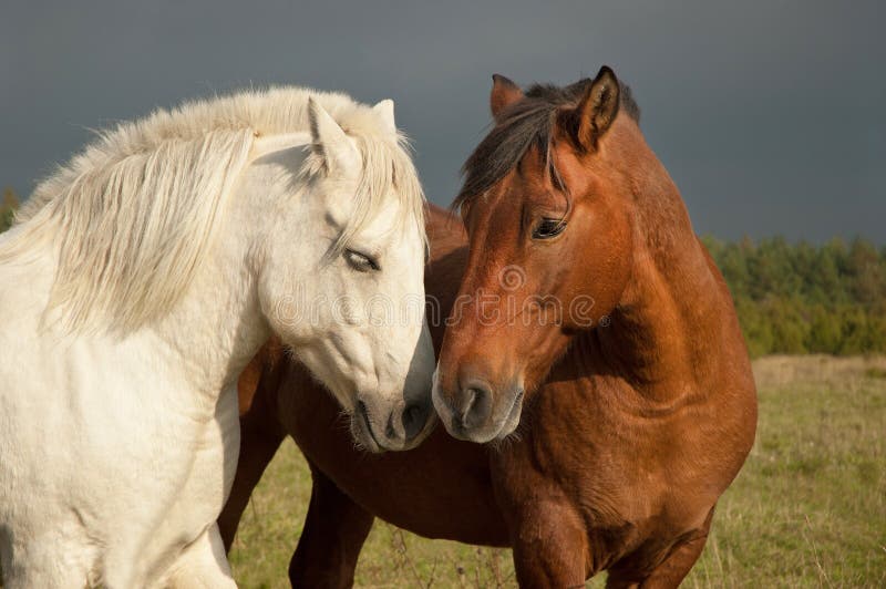 A Pair Of Horses Showing Affection Royalty Free Stock Image Image