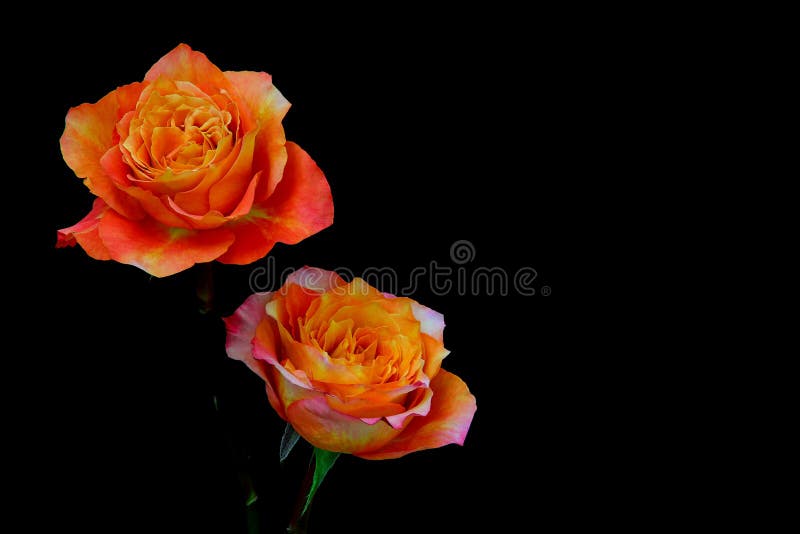Hình ảnh đôi hoa hồng Cam Caribe cam vàng lai trên nền đen sẽ khiến bạn mê mẩn. Hãy cùng khám phá sự độc đáo và vẻ đẹp rực rỡ của những bông hoa này, và trải nghiệm một cảm giác thật sự đặc biệt khi được đắm chìm trong vẻ đẹp tuyệt vời này.