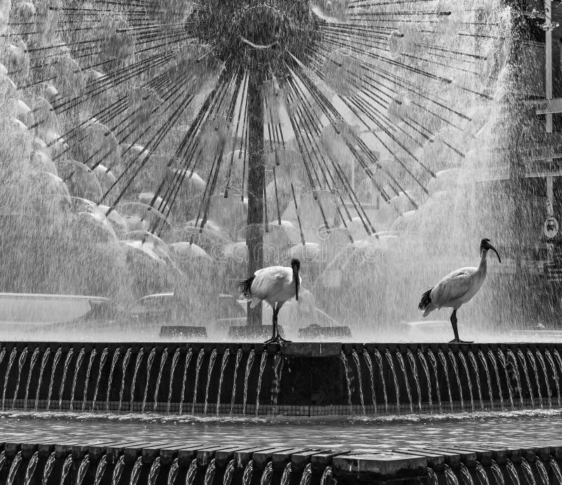 Pair of ibis birds in black and white, with the beautiful El Alamein Memorial fountain in the background, Kings Cross, Sydney