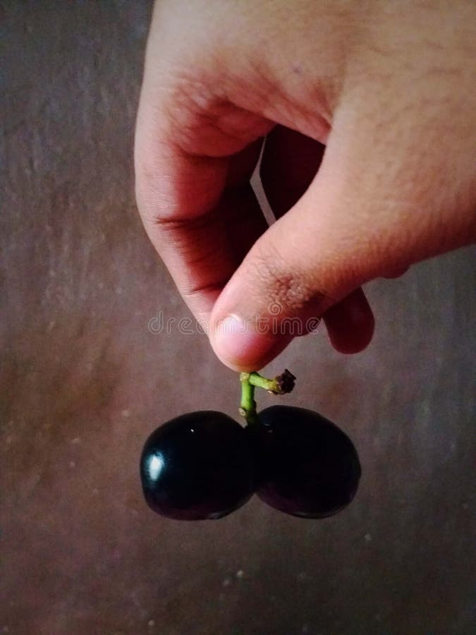 Pair of java plum stock photography