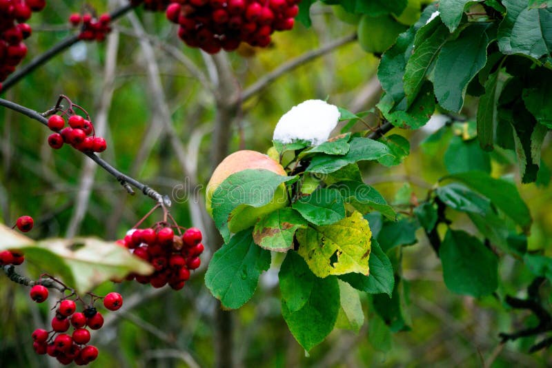 A pair of juicy, winter and beautiful apples hang on the autumn tree, still adorned with green leaves, waiting for the harvest stock photography A pair of juicy, winter and beautiful apples hang on the autumn tree, still adorned with green leaves, waiting for the harvest stock photography