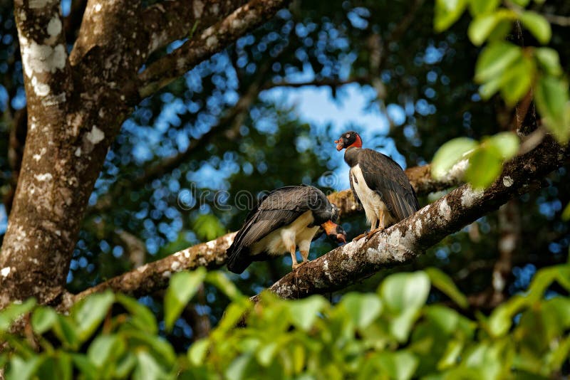 Pair of King vulture, Sarcoramphus papa, large bird found in Central and South America. Two King vulture on the tree. Wildlife royalty free stock image