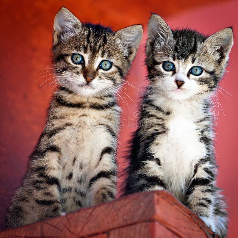 221 Gray Tiger Kittens Stock Photos - Free & Royalty-Free Stock Photos from  Dreamstime