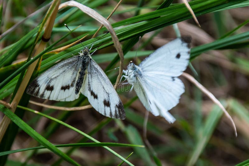 Large White Butterflies Mating Stock Image Image of butterfly, large 124258187