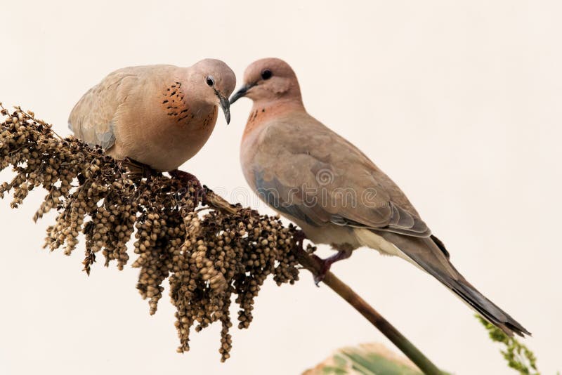 A pair of Laughing Dove royalty free stock images
