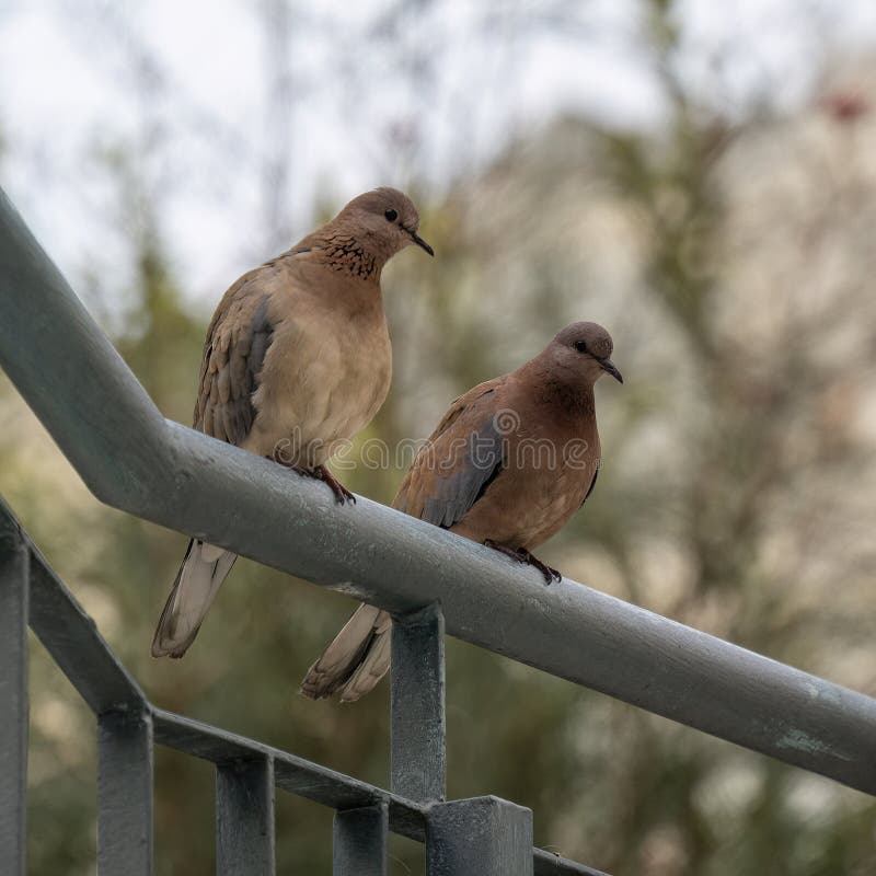 A Pair of Laughing Doves on a Railing royalty free stock photography