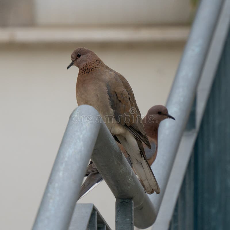 A Pair of Laughing Doves on a Railing royalty free stock photos