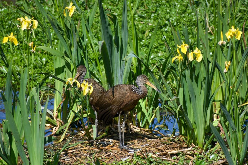 a pair of limpkin &#x28;Aramus guarauna&#x29;, also called carrao, courlan, and crying bird, between yellow lilies in a nature reserve in Buenos Aires. a pair of limpkin &#x28;Aramus guarauna&#x29;, also called carrao, courlan, and crying bird, between yellow lilies in a nature reserve in Buenos Aires