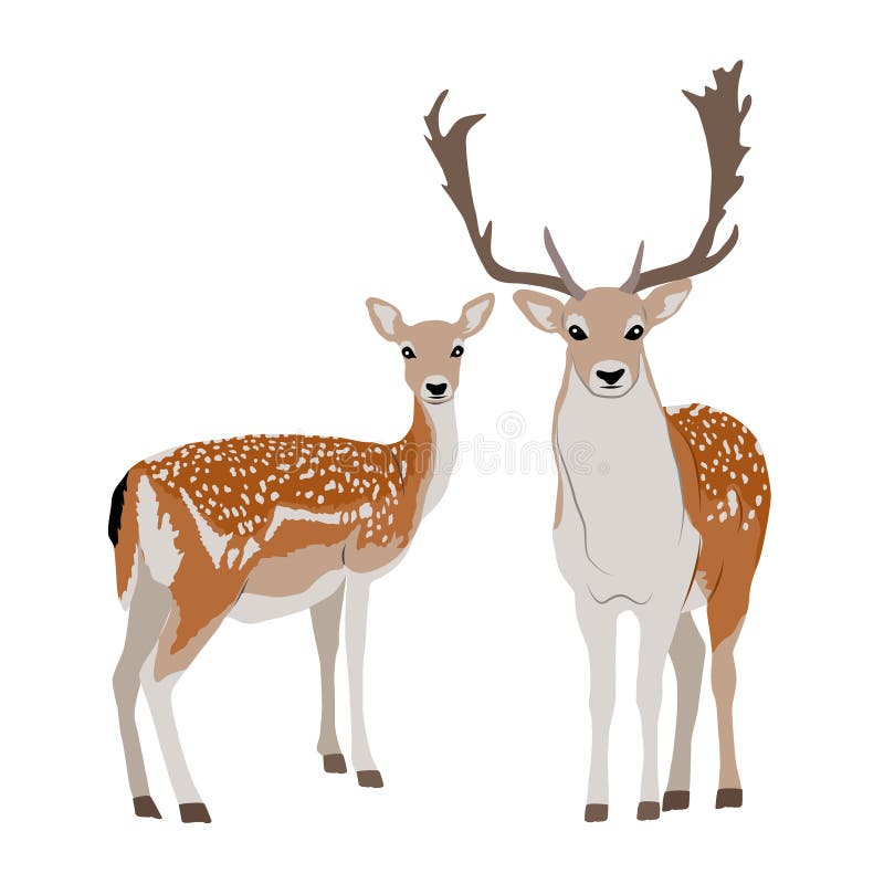 Pair of Male and Female European Fallow Deer. Deer Dama Dama Stock Vector -  Illustration of europe, couple: 239649935