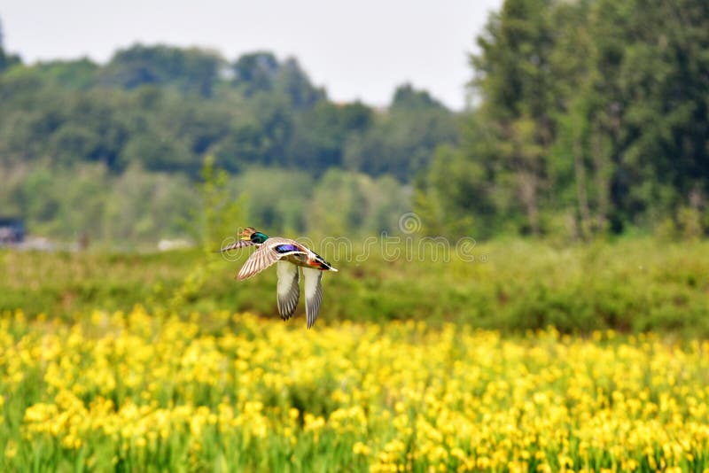 A pair of mallard ducks fly over yellow irises blooming below. stock photography A pair of mallard ducks fly over yellow irises blooming below. stock photography