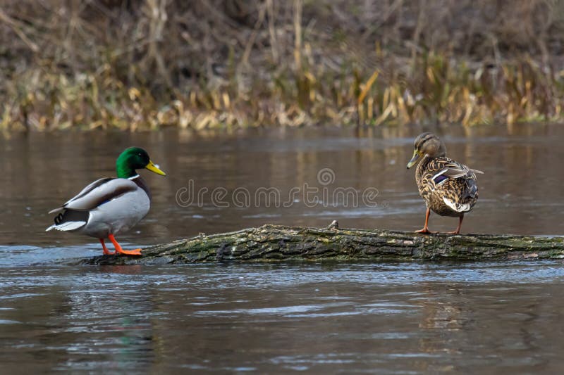 A Pair of Mallard Ducks Resting Motionless on a Tree Trunk. Sitting in
