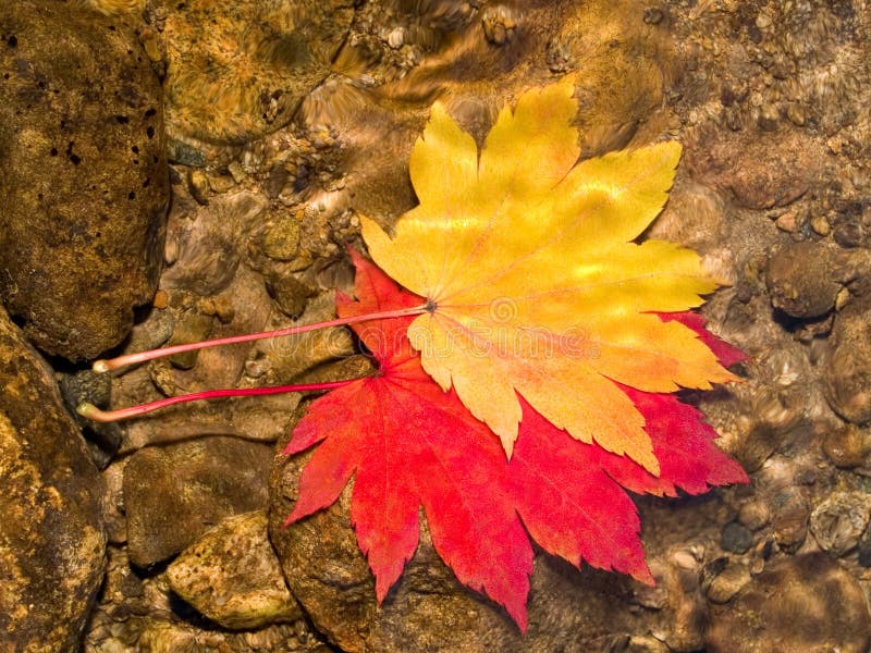 Pair of maple leaves in forest stream