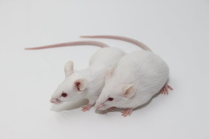 SOURIS BLANCHE stock photo. Image of rodent, pair, musculus - 170403788