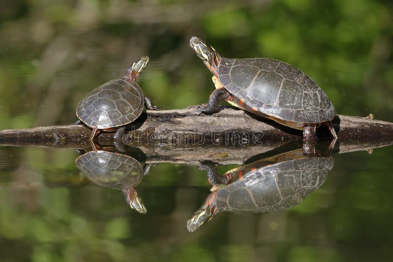 A Pair of Midland Painted Turtles Basking on a Log