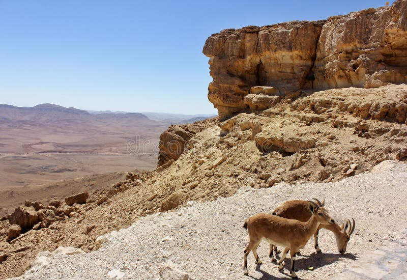 Pair of mountain goats