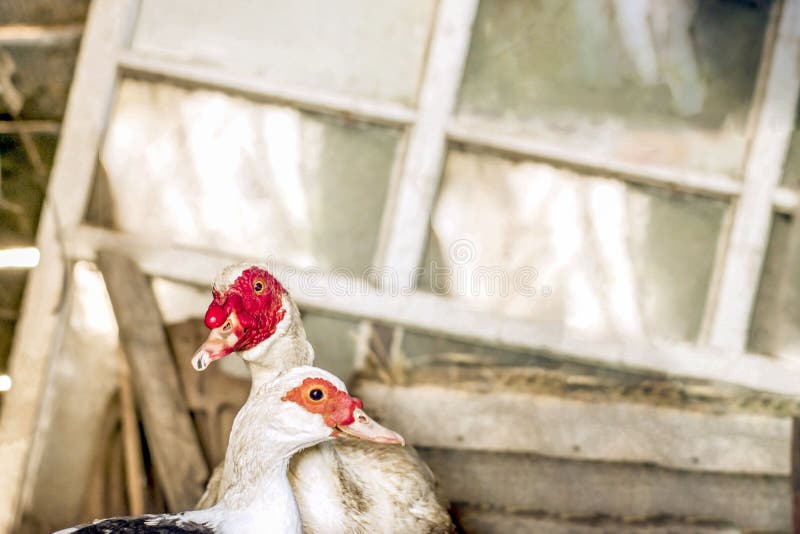 A pair of mute ducks. Home breeding birds. stock photos A pair of mute ducks. Home breeding birds. stock photos