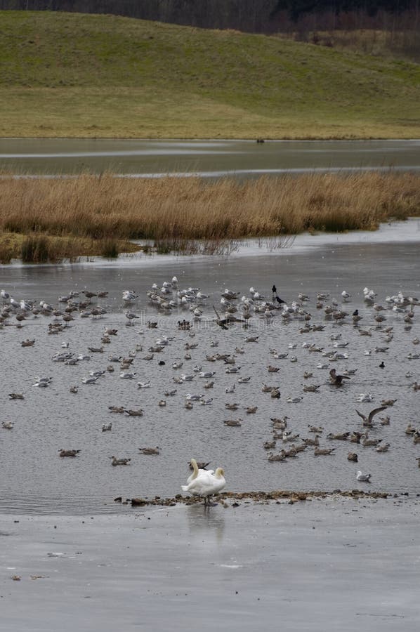 A pair of Mute Swans and Seagulls on one of the frozen lakes at Murton Nature Reserve outside Forfar