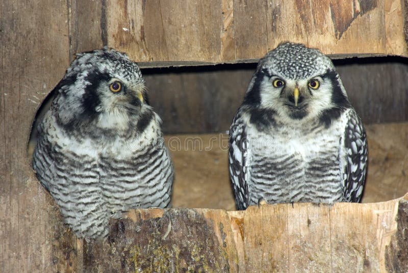 Pair of Northern Hawk Owls