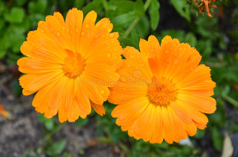 Two Orange Daisies Illuminated by the Morning Sun Focused on the