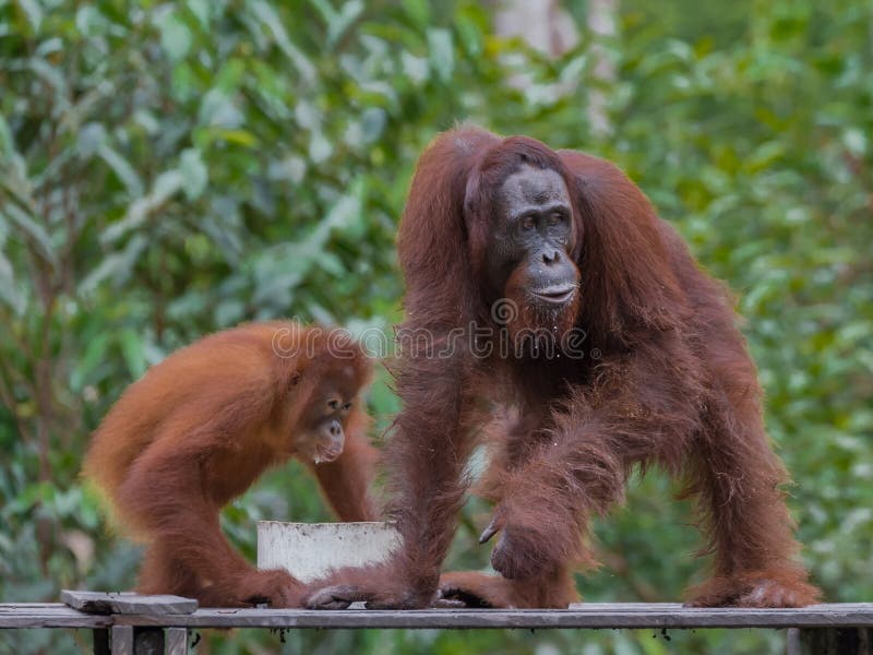 Pair of orangutans eat breakfast (Indonesia) royalty free stock photography Pair of orangutans eat breakfast (Indonesia) royalty free stock photography
