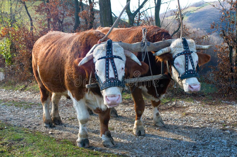 Pair of oxen